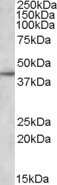 Western Blot: APOL3 Antibody [NBP1-06979]