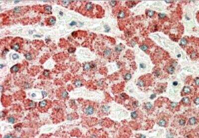 Immunohistochemistry-Paraffin: APOL6 Antibody [NBP1-36935]