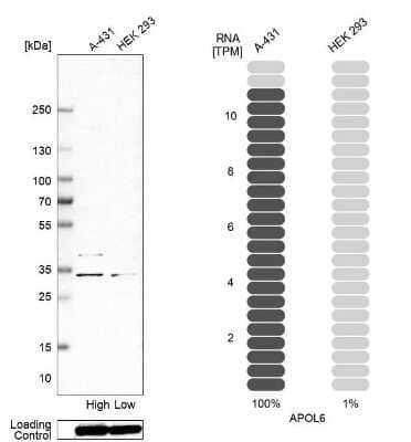 Western Blot: APOL6 Antibody [NBP1-89031]