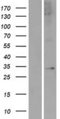 Western Blot: APOLD1 Overexpression Lysate [NBP2-09510]