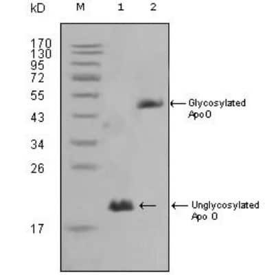 Western Blot: APOO Antibody (2F1)BSA Free [NBP1-28870]