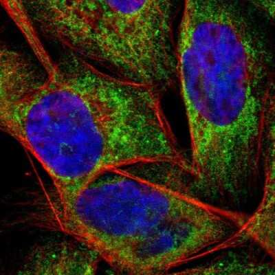 Immunocytochemistry/ Immunofluorescence: APOO Antibody [NBP1-84746]