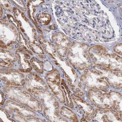 Immunohistochemistry-Paraffin: APOOL Antibody [NBP1-89325]