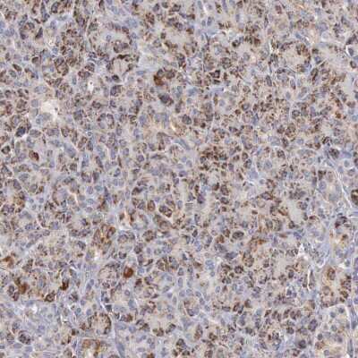 Immunohistochemistry-Paraffin: APOOL Antibody [NBP1-89325]