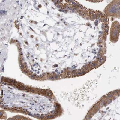 Immunohistochemistry-Paraffin: APOOL Antibody [NBP1-89325]
