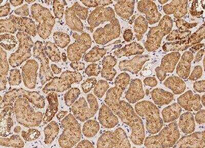 Immunohistochemistry-Paraffin: APOOL Antibody [NBP3-05931]
