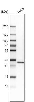 Western Blot: APOOL Antibody [NBP1-89325]