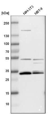 Western Blot: APOOL Antibody [NBP1-89325]