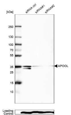 Western Blot: APOOL Antibody [NBP1-89325]