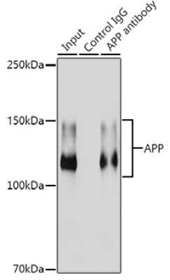Immunoprecipitation: APP Antibody (3A8S2) [NBP3-15560]