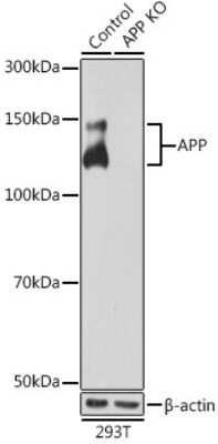 Knockout Validated: APP Antibody (3A8S2) [NBP3-15560]