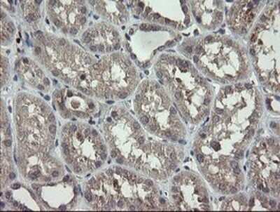 Immunohistochemistry: APP Antibody (OTI4C9) [NBP2-46535]