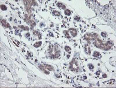 Immunohistochemistry: APP Antibody (OTI4C9) [NBP2-46535]