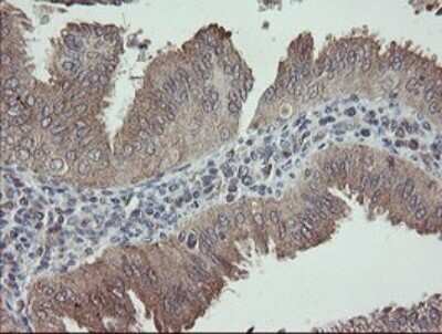 Immunohistochemistry: APP Antibody (OTI4C9) [NBP2-46535]