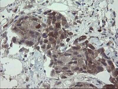 Immunohistochemistry: APP Antibody (OTI4C9) [NBP2-46535]