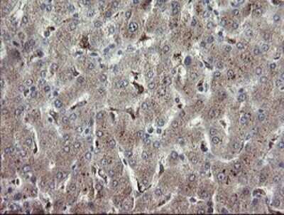 Immunohistochemistry: APP Antibody (OTI4C9) [NBP2-46535]