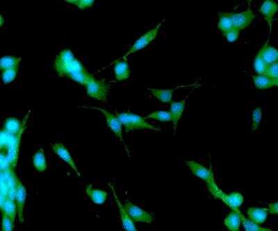 Immunocytochemistry/ Immunofluorescence: APP Antibody (J4H9) - BSA Free [NBP1-04263]