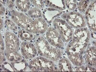 Immunohistochemistry: APP Antibody (OTI4C9) - Azide and BSA Free [NBP2-70197]