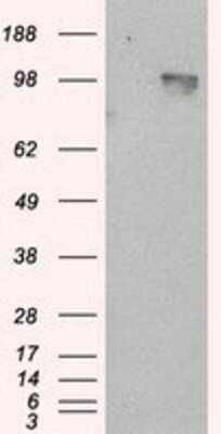 Western Blot: APP Antibody (OTI7G9)Azide and BSA Free [NBP2-70187]