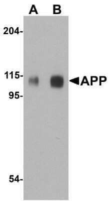 Western Blot: APP AntibodyBSA Free [NBP1-76910]