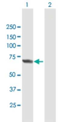 Western Blot: APPBP2 Antibody [H00010513-B01P]