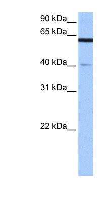 Western Blot: APPBP2 Antibody [NBP1-53085]