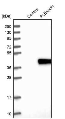 Western Blot: APPD Antibody [NBP1-90124]