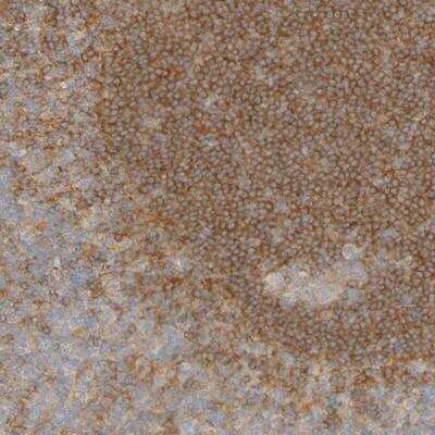 Immunohistochemistry-Paraffin: APPL Antibody [NBP1-90123]