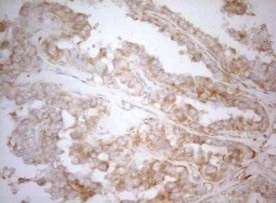 Immunohistochemistry: APPL Antibody (OTI4B11) - Azide and BSA Free [NBP2-71782]