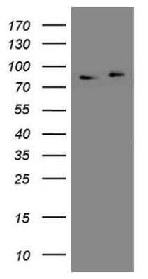 Western Blot: APPL Antibody (OTI4B11)Azide and BSA Free [NBP2-71782]