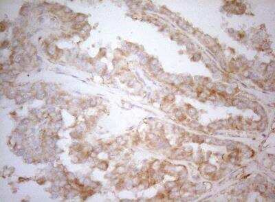 Immunohistochemistry-Paraffin: APPL Antibody (OTI4B11) [NBP2-46536]