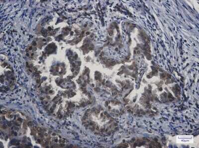Immunohistochemistry-Paraffin: APPL Antibody (S05-8D5) [NBP3-14998]