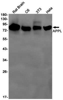 Western Blot: APPL Antibody (S05-8D5) [NBP3-14998]