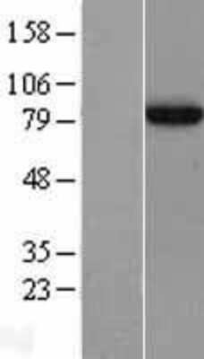 Western Blot: APPL Overexpression Lysate [NBL1-07633]