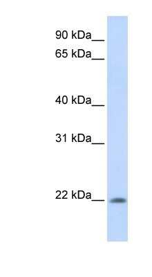 Western Blot: APR3 Antibody [NBP1-79969]