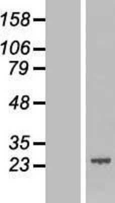 Western Blot: APR3 Overexpression Lysate [NBL1-08407]