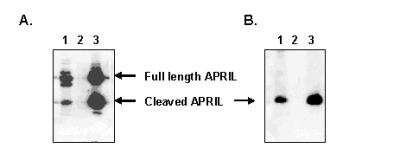 Western Blot: APRIL/TNFSF13 Antibody (Aprily-5)BSA Free [NBP1-97599]