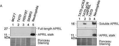 Western Blot: APRIL/TNFSF13 Antibody (Aprily-5)BSA Free [NBP1-97599]