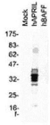 Western Blot: APRIL/TNFSF13 Antibody (Aprily-8)BSA Free [NBP1-97587]