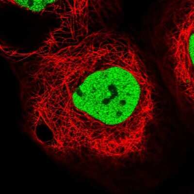 Immunocytochemistry/ Immunofluorescence: APRIN Antibody [NBP1-90121]