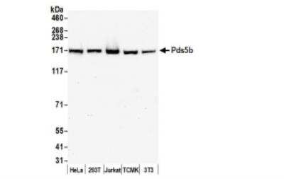 Western Blot: APRIN Antibody [NB100-755]