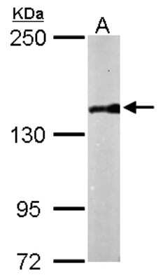 Western Blot: APRIN Antibody [NBP2-15436]