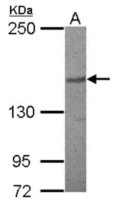 Western Blot: APRIN Antibody [NBP2-15436]