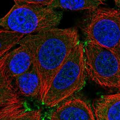 Immunocytochemistry/ Immunofluorescence: APXL Antibody [NBP2-13308]