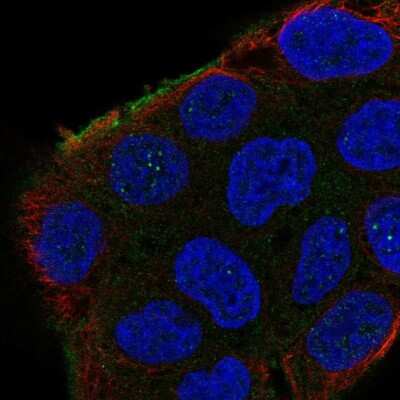 Immunocytochemistry/ Immunofluorescence: APXL Antibody [NBP2-68774]