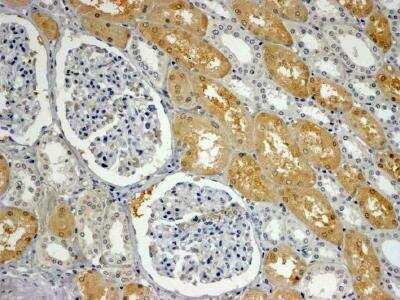 Immunohistochemistry-Paraffin: APXL Antibody [NB100-1350]