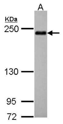 Western Blot: APXL Antibody [NBP2-15437]