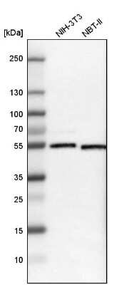 Western Blot: ARA54 Antibody [NBP1-89021]