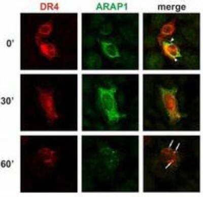 Immunocytochemistry/ Immunofluorescence: ARAP1 Antibody (ARAP1-2) - BSA Free [NB110-68801]