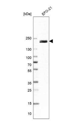 Western Blot: ARAP3 Antibody [NBP1-84541]